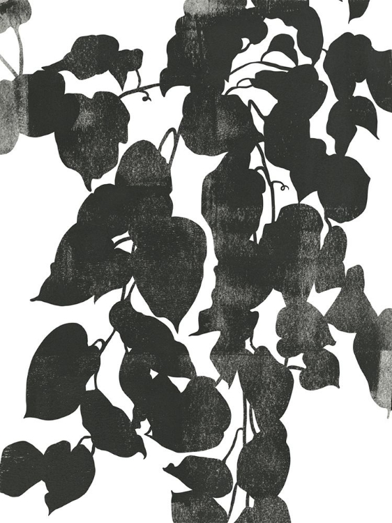 Picture of POTHOS SILHOUETTE II