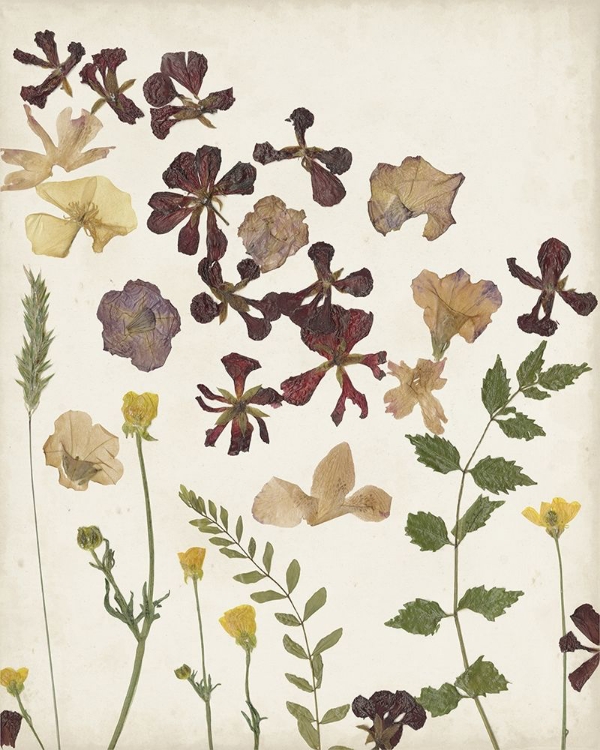 Picture of PRESSED FLOWER ARRANGEMENT III