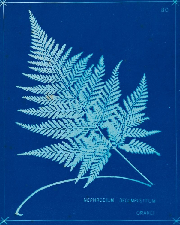 Picture of CYANOTYPE FERNS II