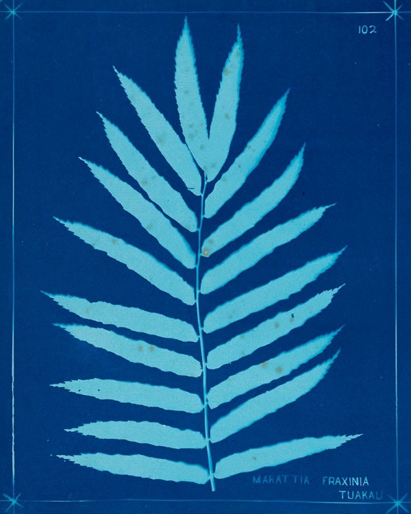 Picture of CYANOTYPE FERNS III