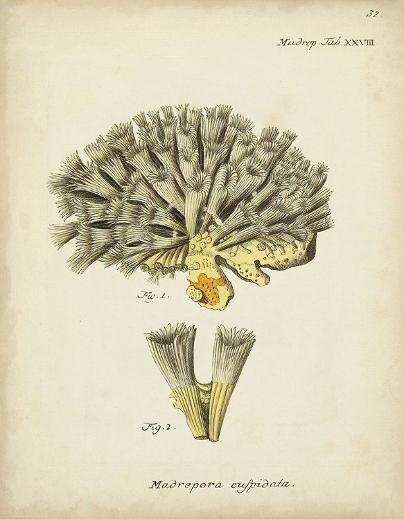 Picture of ECRU CORAL XI