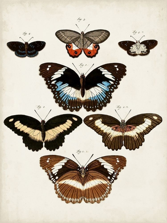 Picture of VINTAGE BUTTERFLIES II