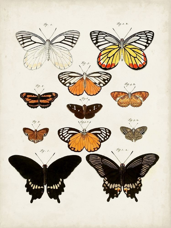 Picture of VINTAGE BUTTERFLIES III