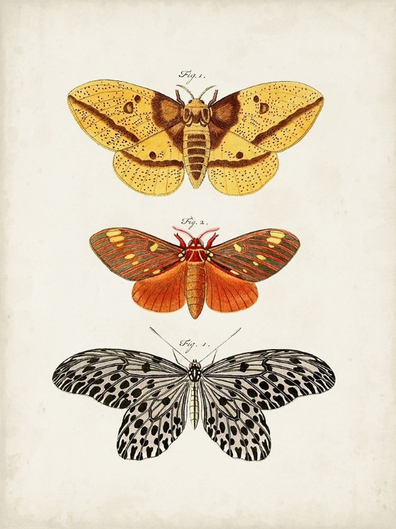 Picture of VINTAGE BUTTERFLIES IV