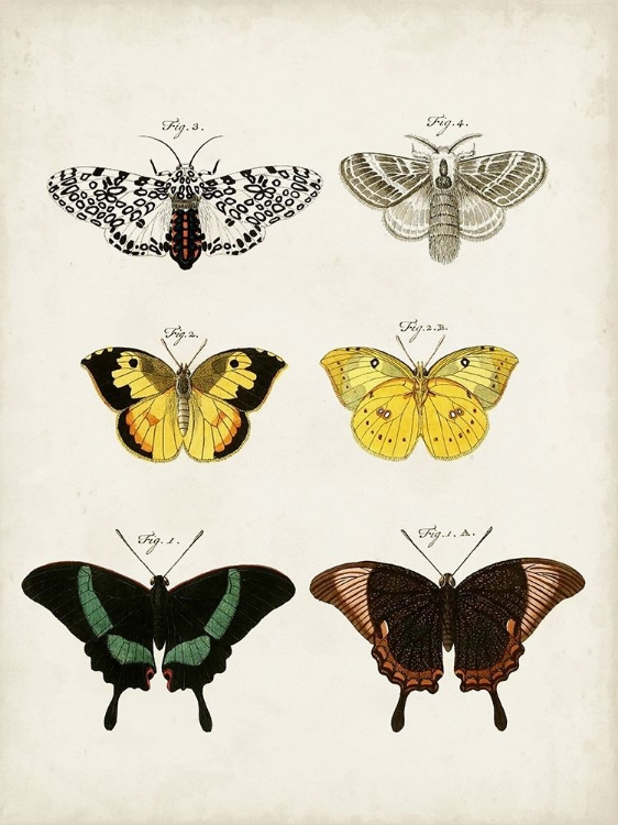 Picture of VINTAGE BUTTERFLIES VI