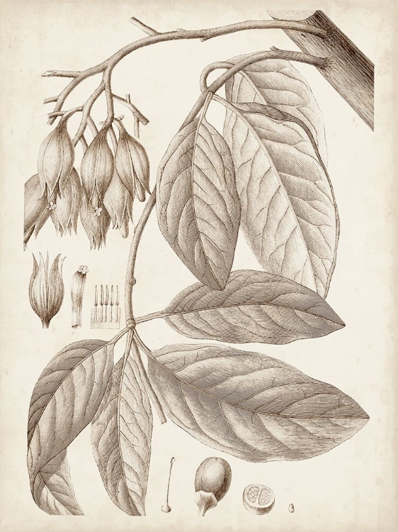 Picture of SEPIA EXOTIC PLANTS VI