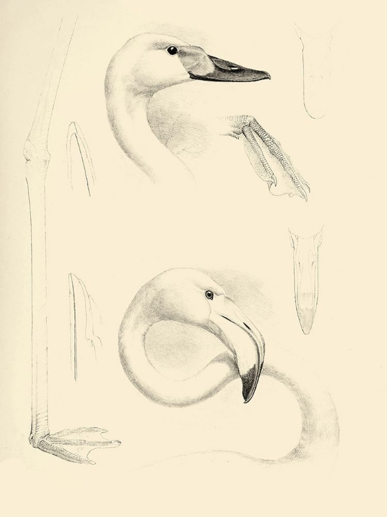 Picture of WATERBIRD SKETCHBOOK II