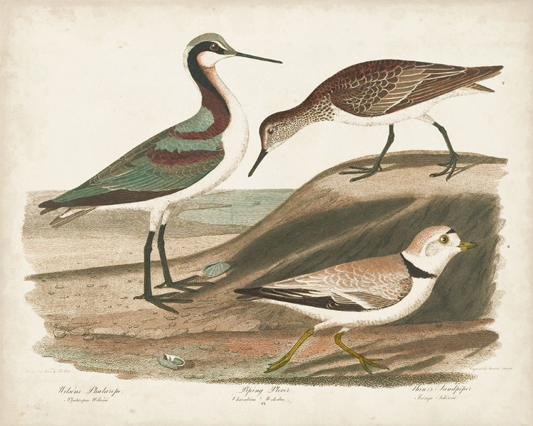 Picture of WATERBIRD TRIO III