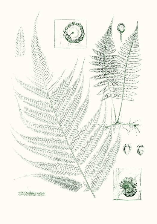 Picture of VERDURE FERNS VIII