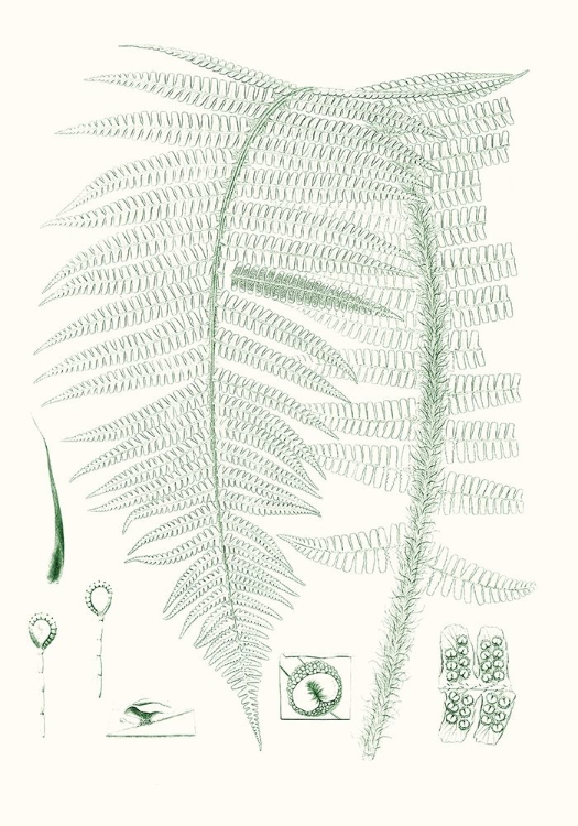 Picture of VERDURE FERNS IX