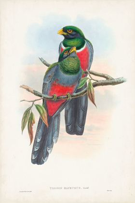 Picture of GOULD TROPICAL BIRDS IX