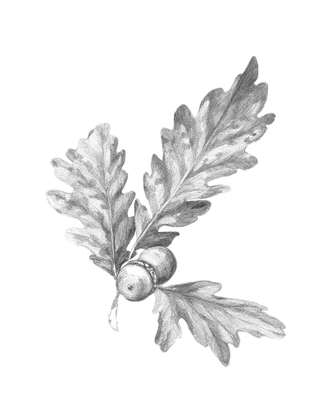 Picture of OAK LEAF PENCIL SKETCH I