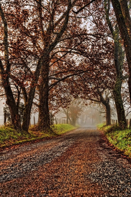 Picture of MORNING ON SPARKS LANE II