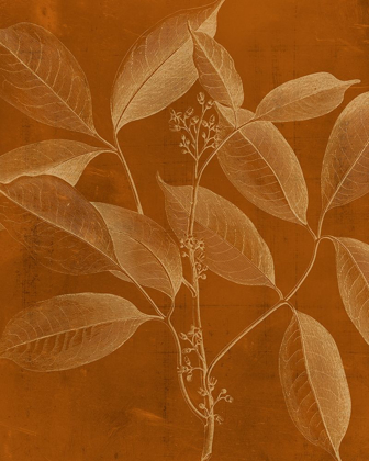 Picture of MODERN BOTANY VI