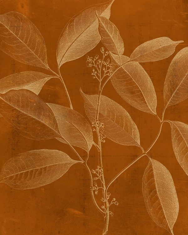 Picture of MODERN BOTANY VI