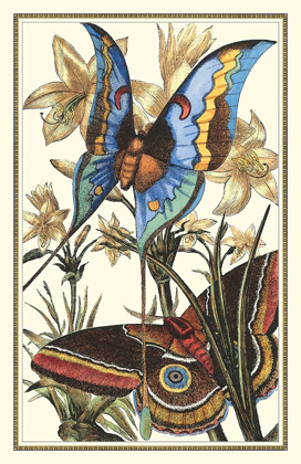 Picture of BUTTERFLY I