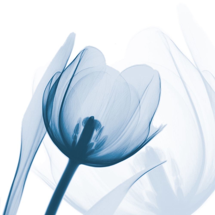 Picture of INDIGO TULIP