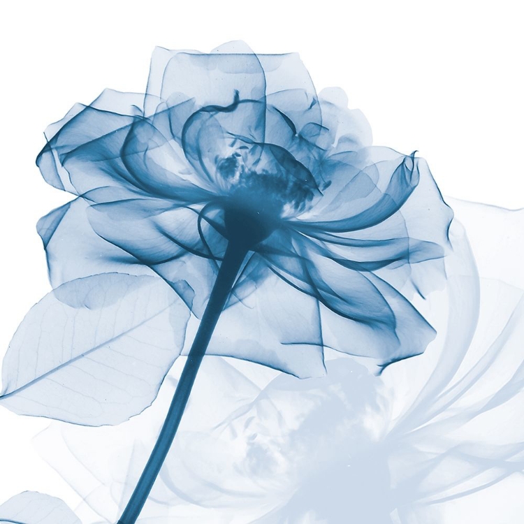 Picture of INDIGO ROSE