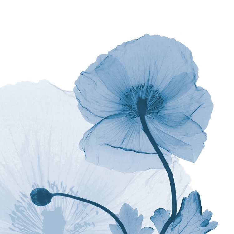 Picture of INDIGO ICELAND POPPY