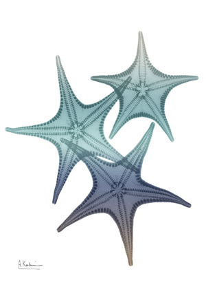 Picture of STARFISH OMBRE 2