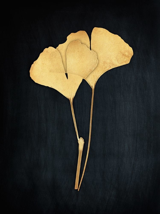 Picture of MIDAS GINKGO I