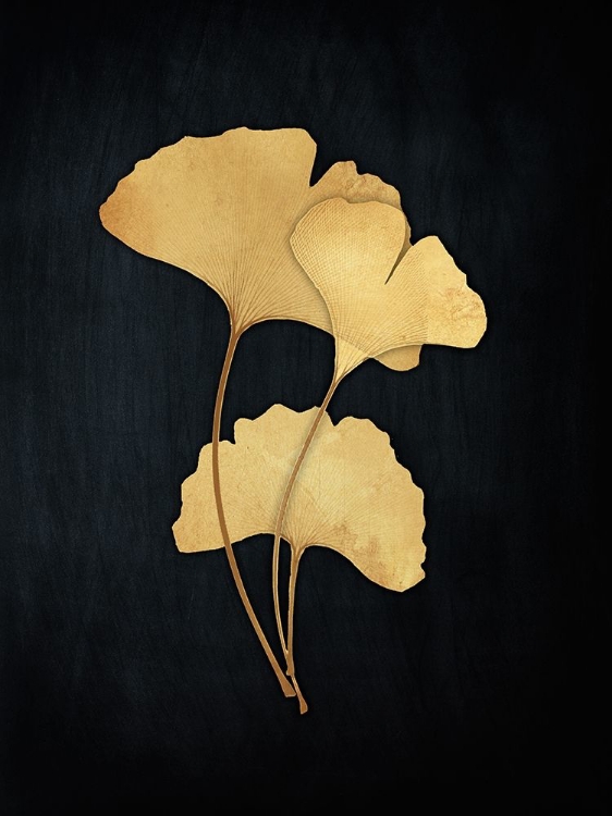 Picture of MIDAS GINKGO 2