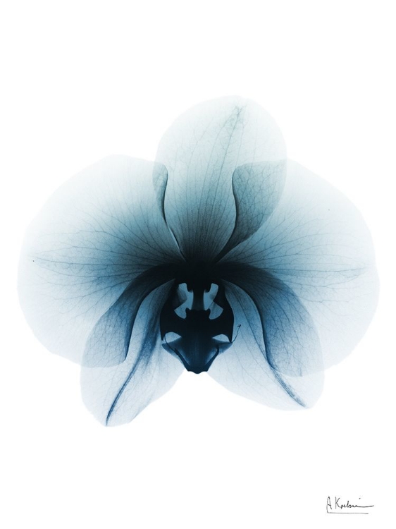 Picture of GLACIAL ORCHID 1 RC