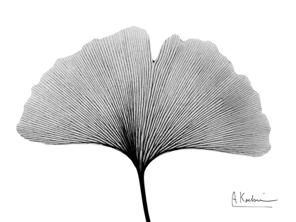 Picture of INVERTED GINKO 1