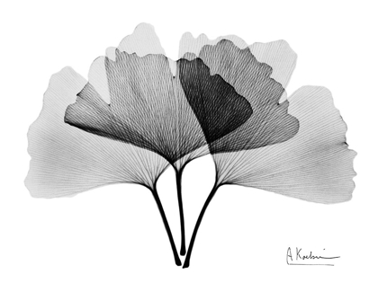 Picture of INVERTED GINKO 2