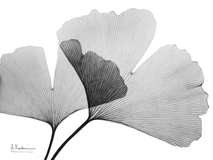 Picture of INVERTED GINKO 3