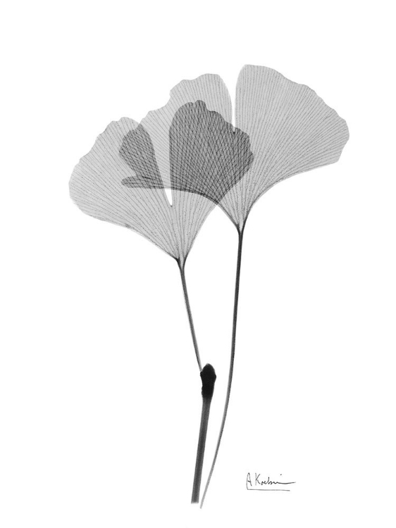 Picture of INVERTED GINKO 4