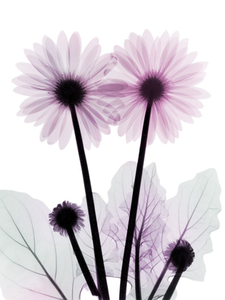 Picture of GERBERA-B23-COLOR