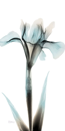 Picture of SEA INFUSED IRIS 1