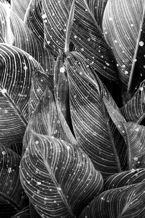 Picture of MIDNIGHT PALM LEAVES 1 BW