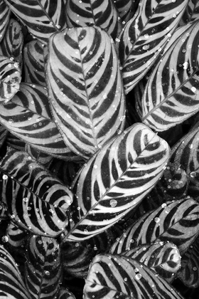 Picture of MIDNIGHT PALM LEAVES 2 BW