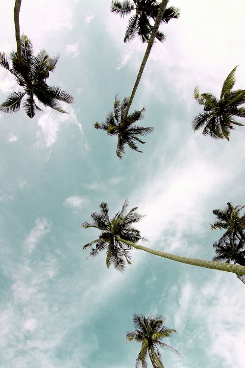 Picture of PALM SKY