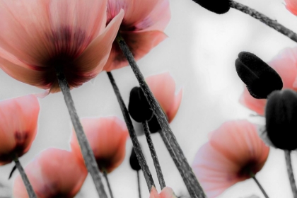 Picture of PINK POPPIES