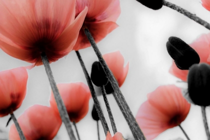 Picture of RED POPPIES