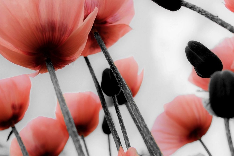 Picture of RED POPPIES