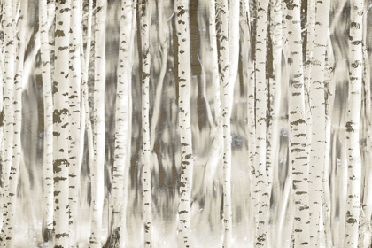 Picture of BIRCHES