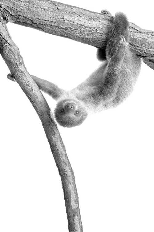 Picture of BABY SLOTH 1