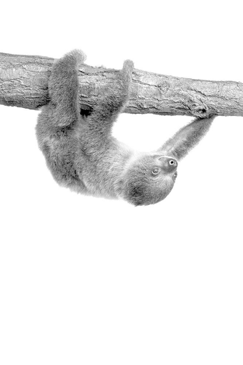 Picture of BABY SLOTH 3