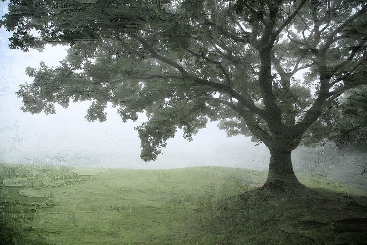 Picture of FOGGY GREENS