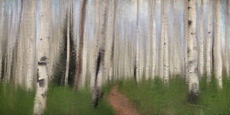 Picture of PATH THROUGH THE ASPENS