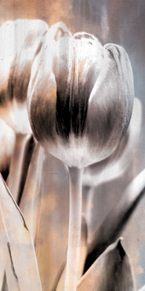 Picture of TULIP 1