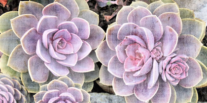 Picture of SUCCULENTS