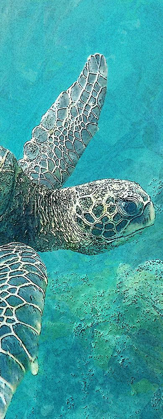 Picture of SEA TURTLE 1