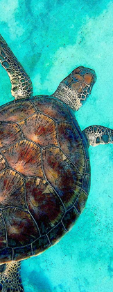 Picture of SEA TURTLE 2