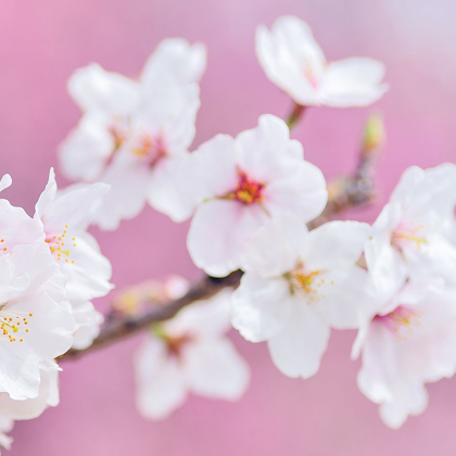 Picture of BLOSSOMS PARIS 3