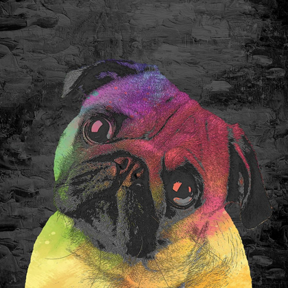 Picture of PUG